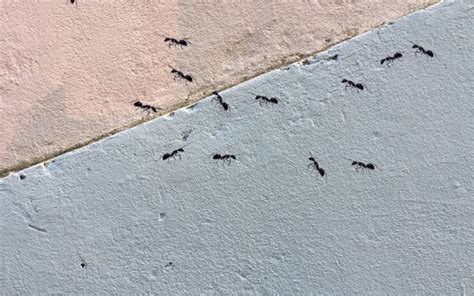 螞蟻挖牆壁